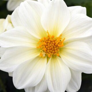 Kesädaalia Figaro White 100 s.