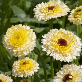 Tarhakehäkukka Ivory Princess