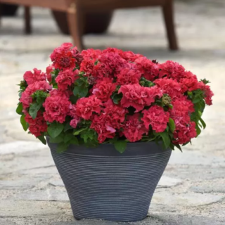 PETUNIA Double Cascade Valentine 250 s