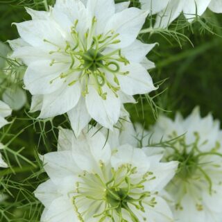 Tarhaneito Albion Green Pod