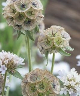 Tähtitörmäkukka Paper Moon