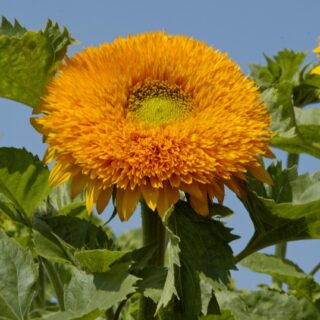 Auringonkukka Orange Sun