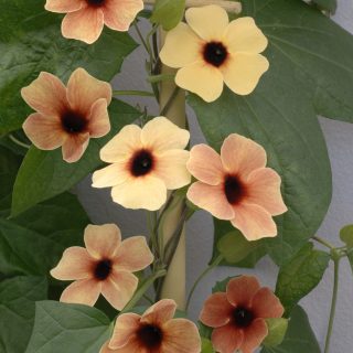 Mustasilmäsusanna African Sunset