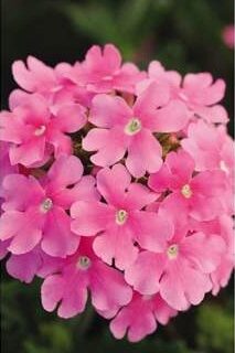 Tarhaverbena Quartz XP Pink