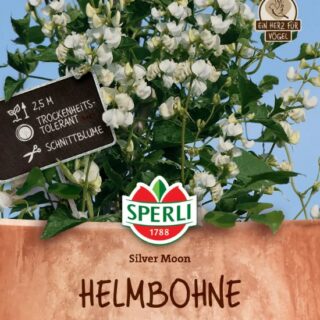 Hyasinttipapu Silver Moon