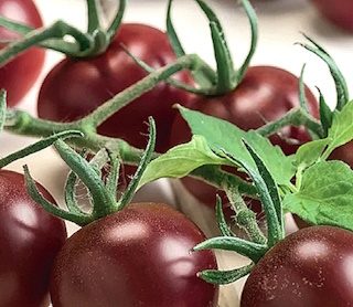 Kirsikkatomaatti Black Cherry (Chocolate Cherry) eri pakkauskoot