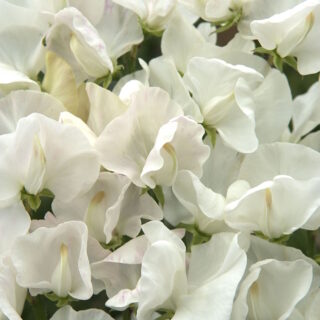 Tuoksuherne Lathyrus Odoratus Spencer Royal Wedding 25 g