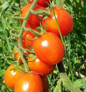 Kirsikkatomaatti Red Rubin