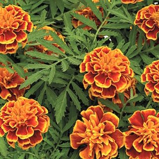 Ryhmäsamettikukka Orange flame (irtosiemen, grammoittain)