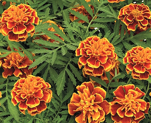 Ryhmäsamettikukka Orange flame (irtosiemen, grammoittain)