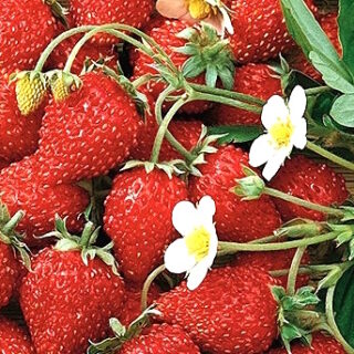 Baron Solemacher alpine strawberry ahomansikka