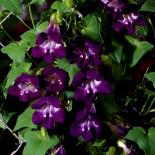 Sinipunavaula Mystic Purple