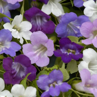 Sinipunavaula sekoitus