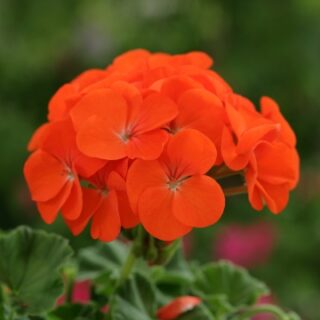 Pelargoni Horizon Orange 10 p