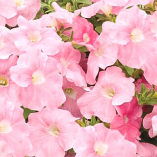 Petunia Success Salmon Pink Riippapetunia