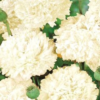 Pioniunikko "Yellow Peony" 1 g