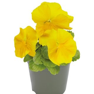 Tarhaorvokki Inspire Plus Yellow, keltainen 100 s.