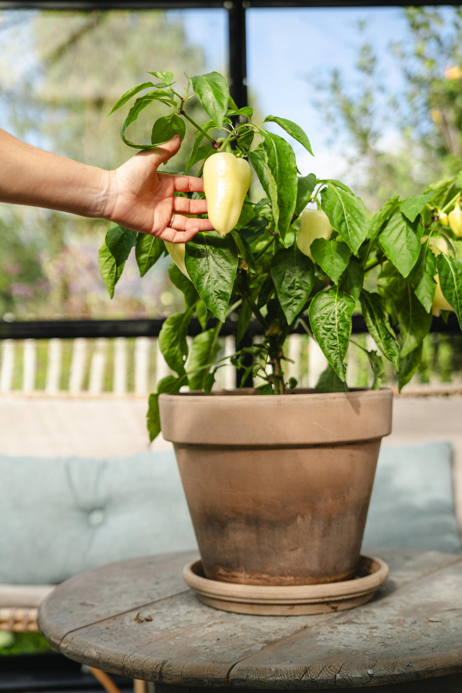 Paprika Amyka F1 - mieto paprika - Image 2