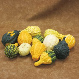 Koristekurpitsa Warted 'fiini' sekoitus 10 s (pienet kurpitsat)