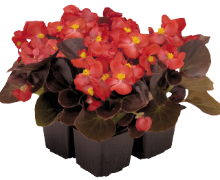 Kesäbegonia Night life Red 500 p