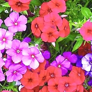 Kesäleimu Beauty sekoitus