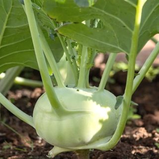 Kyssäkaali White Vienna