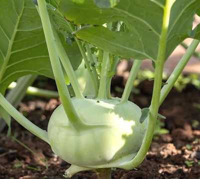 Kyssäkaali White Vienna