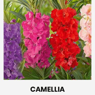 Mummonpalsami Impatiens Balsamina