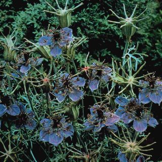 Espanjanneito, sininen