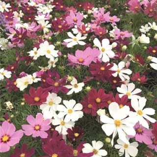 Punakosmoskukka Cosmini sekoitus