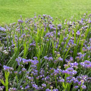 Sini-ikiviuhko Hipster Blue