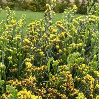 Sini-ikiviuhko Yellow Hipster