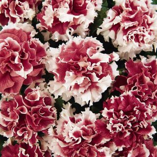 Petunia Pirouette Red