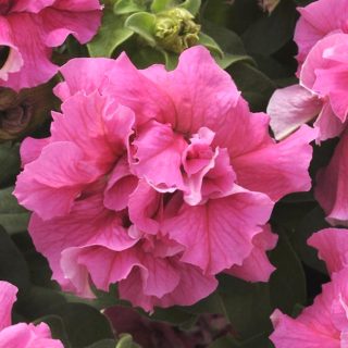 Petunia Double Cascade Pink