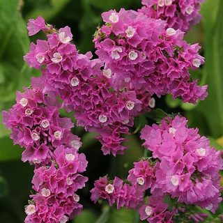 Sini-ikiviuhko Qis Rose (n. 100 s)