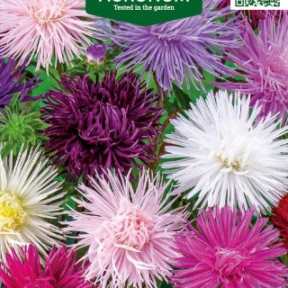 kiinanasteri giant ray mix