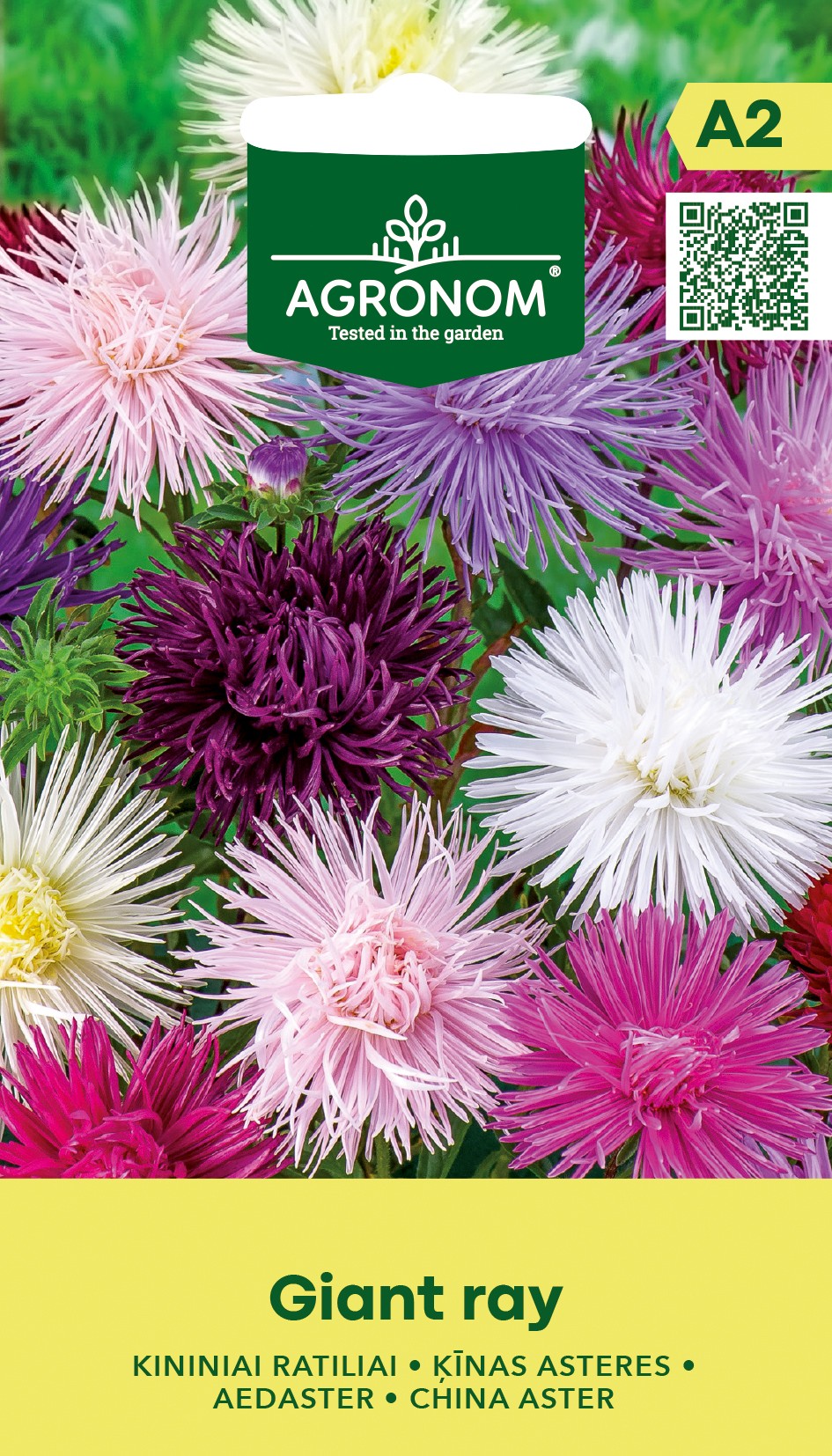 kiinanasteri giant ray mix