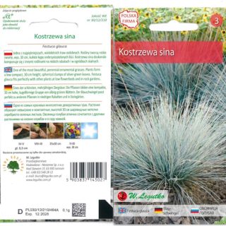 Sininata Festuca glauca