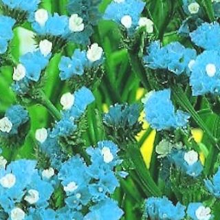 Sini-ikiviuhko Heavenly Blue