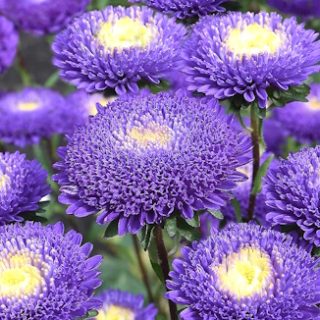 Kiinanasteri pompon sini-valkea