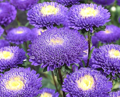 Kiinanasteri pompon sini-valkea