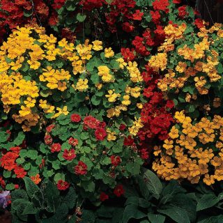 Pikkuköynnöskrassi Whirlybird sekoitus