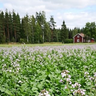 Öljyretikka, eri pakkauskokoja saatavilla.