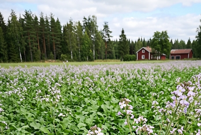 Öljyretikka, eri pakkauskokoja saatavilla.