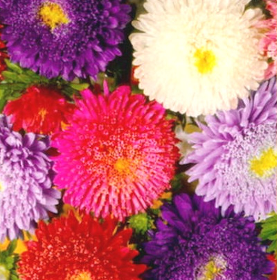 Kiinanasteri Princess sekoitus