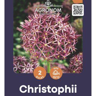 Koristelaukka Allium Christophii