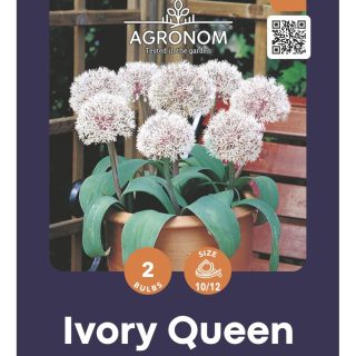 Koristelaukka Ivory Queen