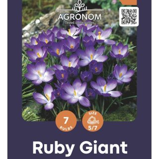 Krookus Ruby Giant