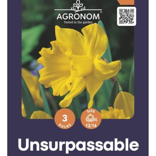 Torvinarsissi 'unsurpassable'