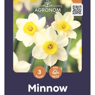 Pienoisnarsissi 'Minnow'